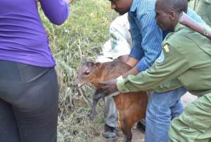 the guards park assisted by veterinary doctor leave out the Duiker in the forest bush