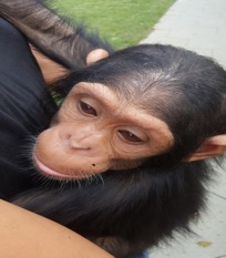 texte du site web Un bébé chimpanzé sauvé d - EN